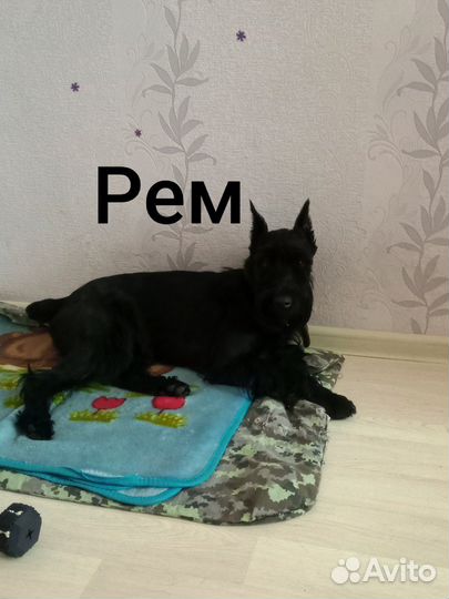 Передержка собак в домашних условиях