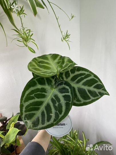 Антуриум кларинервиум