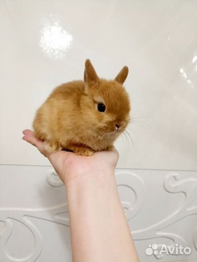 Мини кролик Минор
