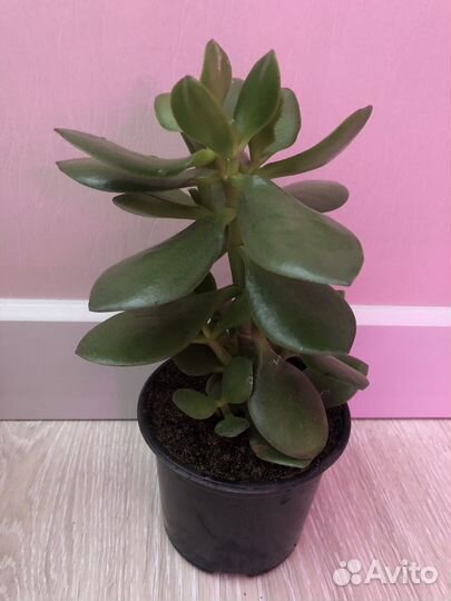 Крассула толстянка