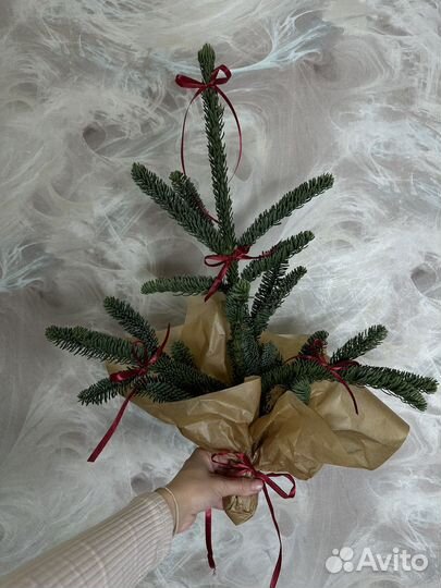 Ветки нобилиса