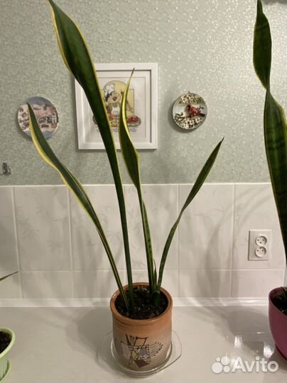 Сансевиерия