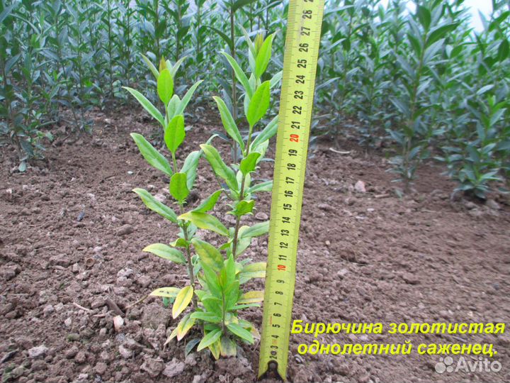 Саженцы бирючина золотистая для изгороди и бордюр