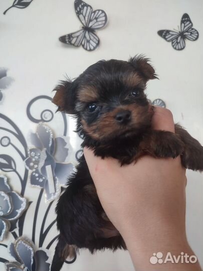 Micro мальчик