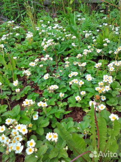 Земклуника