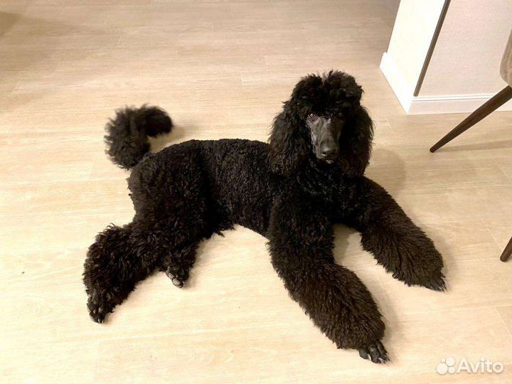 Королевский Пудель Борис приглашает даму на чай