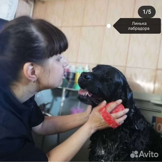 Стрижка кошек и собак. Вычесывание,купание,окрашев