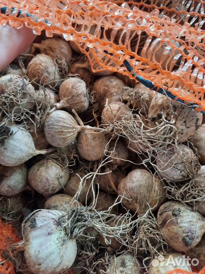 Чеснок однозубка Любаша,Григорий Комаров