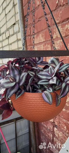 Традесканция