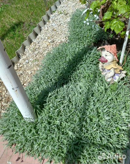 Ясколка Бибештерна, снежная ловина