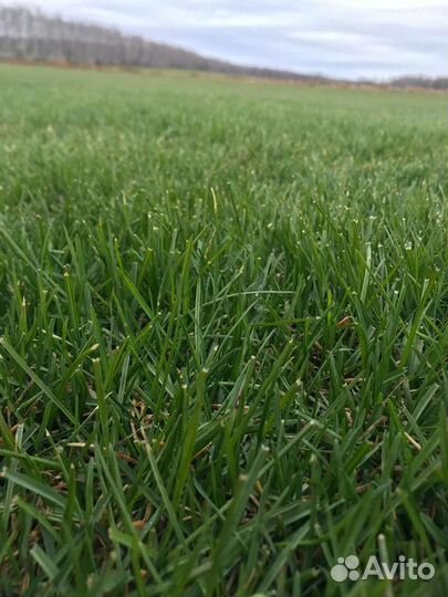 Рулонный газон с укладкой и гарантией