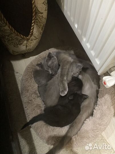 Котятя вислоухие метисы