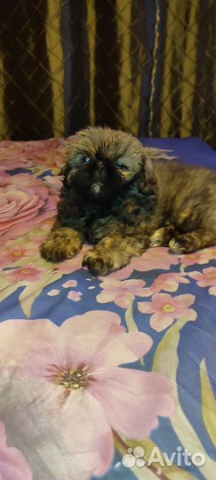 Курносые любнуши