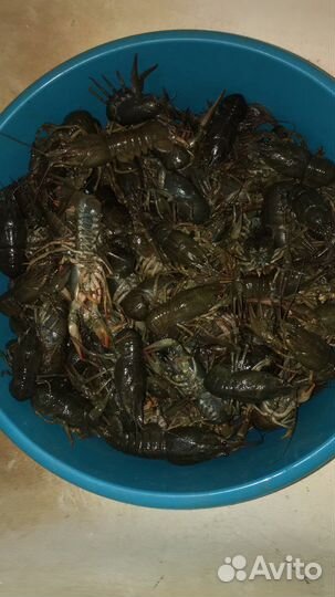 Продаю крупных раков