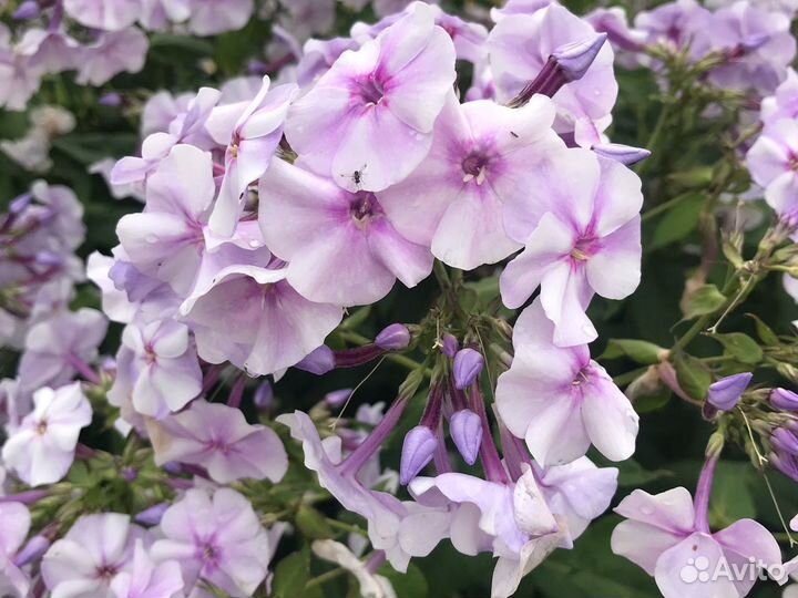 Флоксы,ромашка садовая