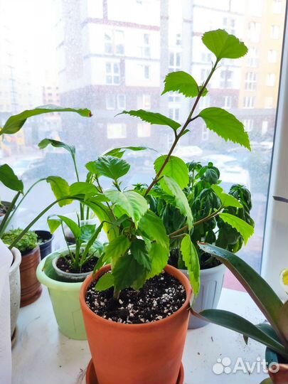 Гибискус китайская роза обмен/продажа