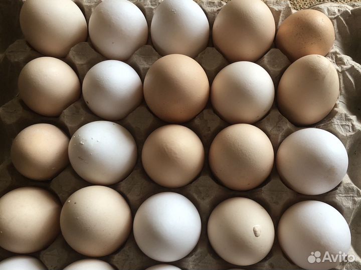 Яйцо домашнее