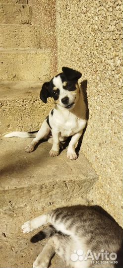 Собачка 4мес