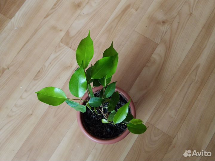 Комнатный цветок Фикус Бенджамина Неон