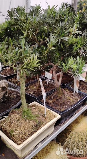 Бонсай Подокарпус 50см в керамической кашпо