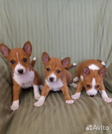 Басенджи, щенки