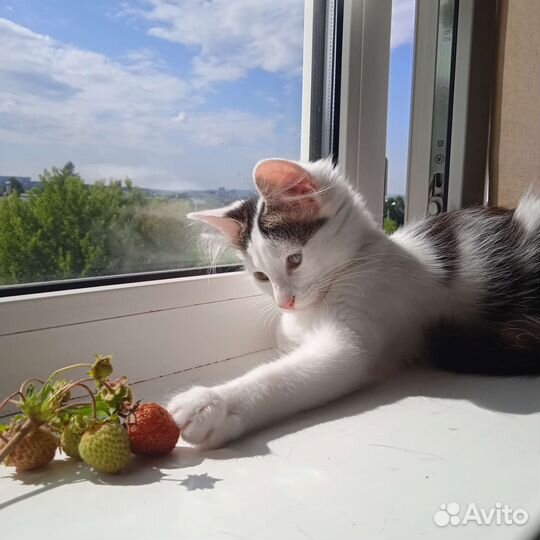 Котик Матвей