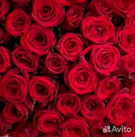 Розы 31,51,101 Роза, Цветы с доставкой