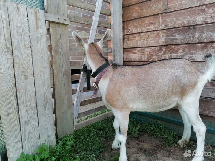 Альпийская козочка