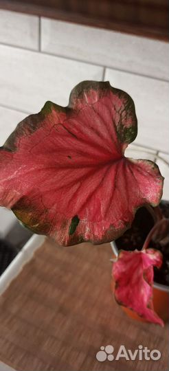 Каладиум фламинго