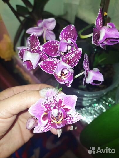 Орхидея фаленопсис Монтеррей пелор