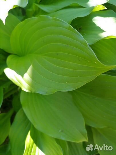 Хоста растение