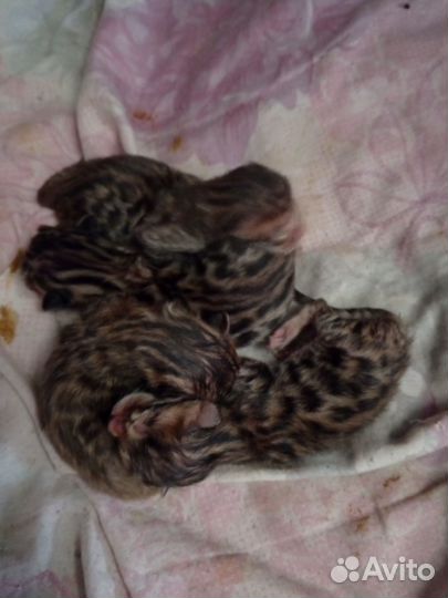 Котята бенгалы