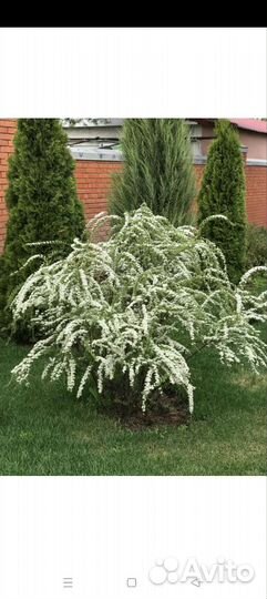 Спирея Грефшейм(Невеста)