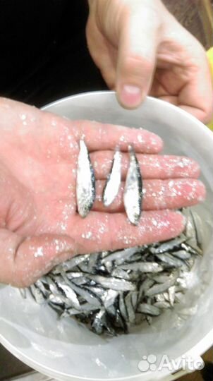 Мороженная тюлька для рыбалки