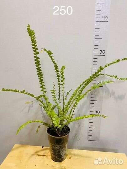 Нефролепис Даффи