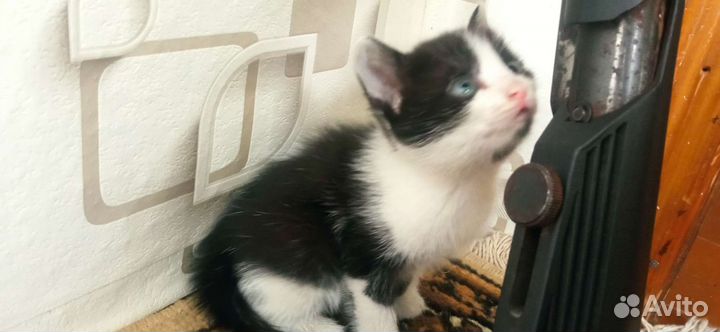 Котята