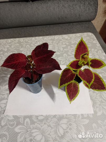 Комнатные цветы