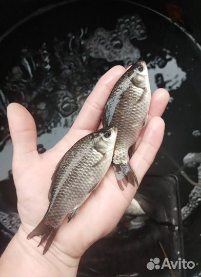 Малек Карася