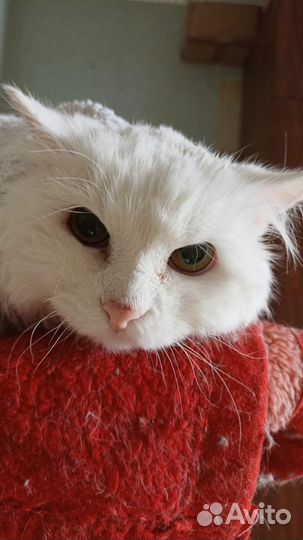 Котик найденыш