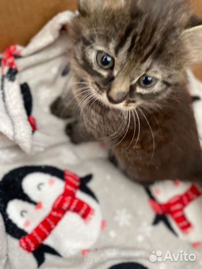 Котята в добрые руки даром
