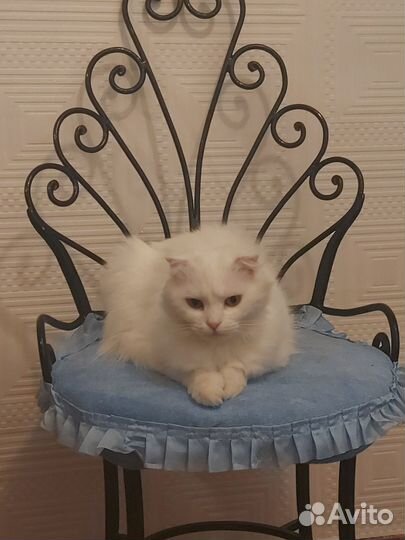 Шотландский Котёнок