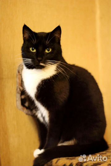 Очень долго ищет дом кошка Фиби