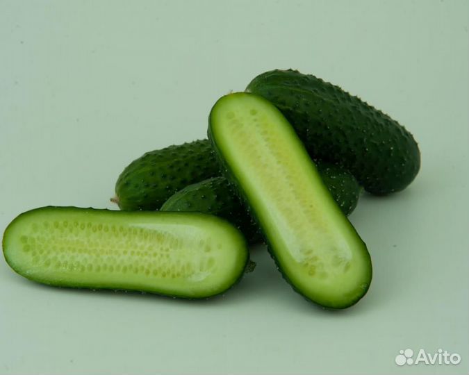 Семена Огурца 