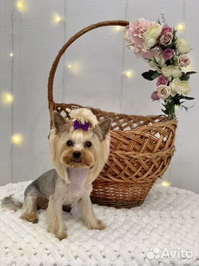 Стрижка собак ЖК Юбилейный квартал