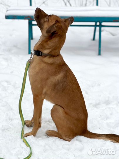 Пёс со смешными ушами ищет дом