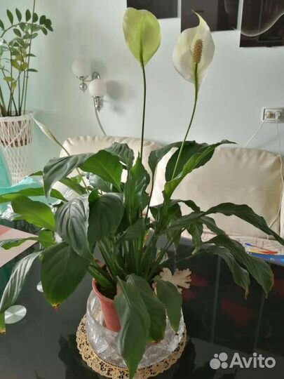 Спатифиллум