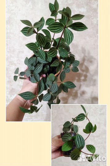 Пеперомия, сингониум