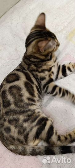 Бенгальские котята