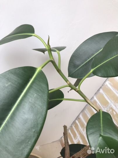 Фикус каучуконосный большой