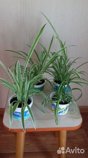 Хлорофитум, Бегонии, фикусы, аихризон, драцена